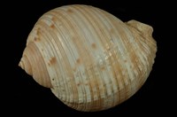 藏品(中華鶉螺)的圖片